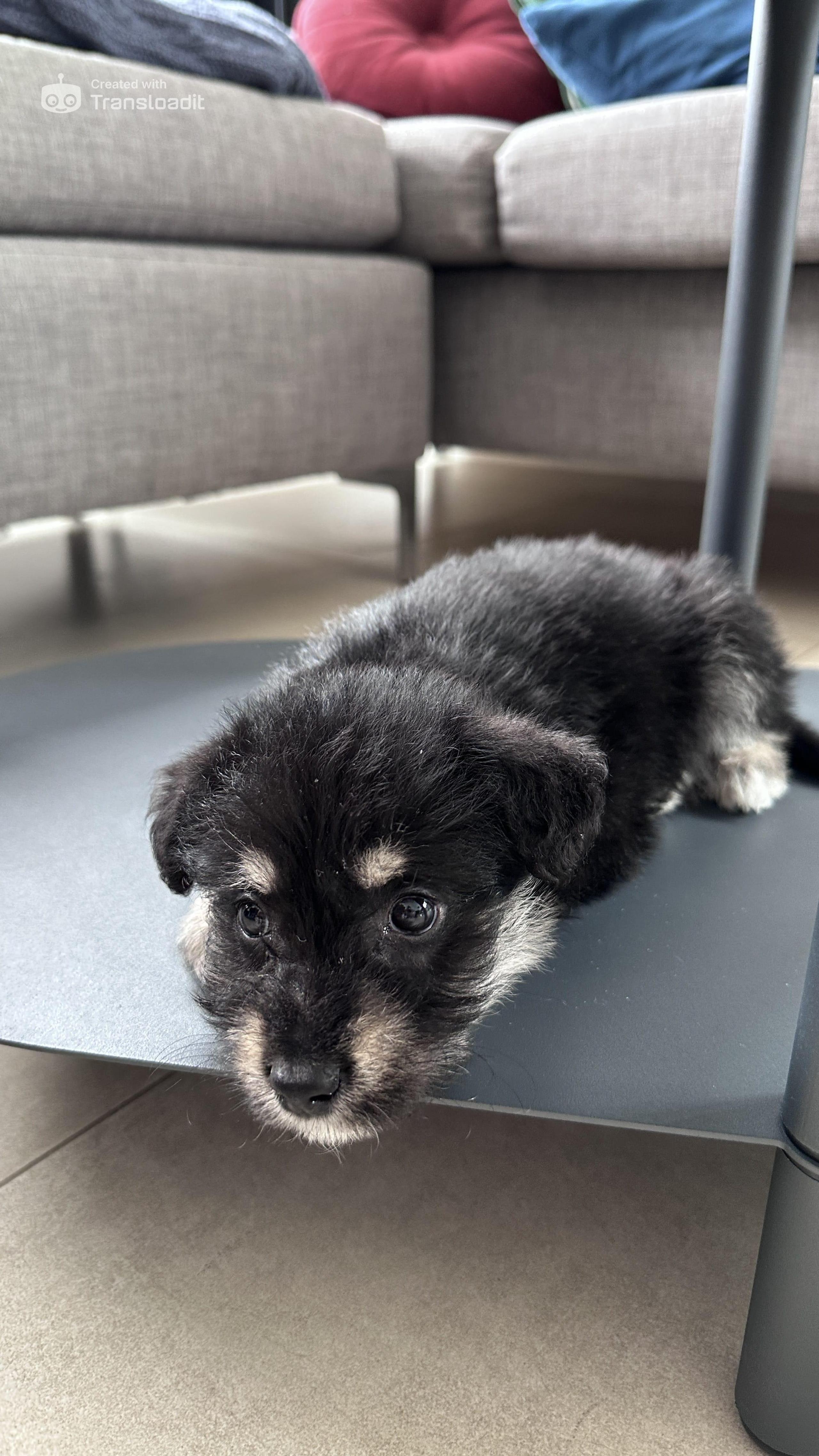 Foto de Jack (alternativa)