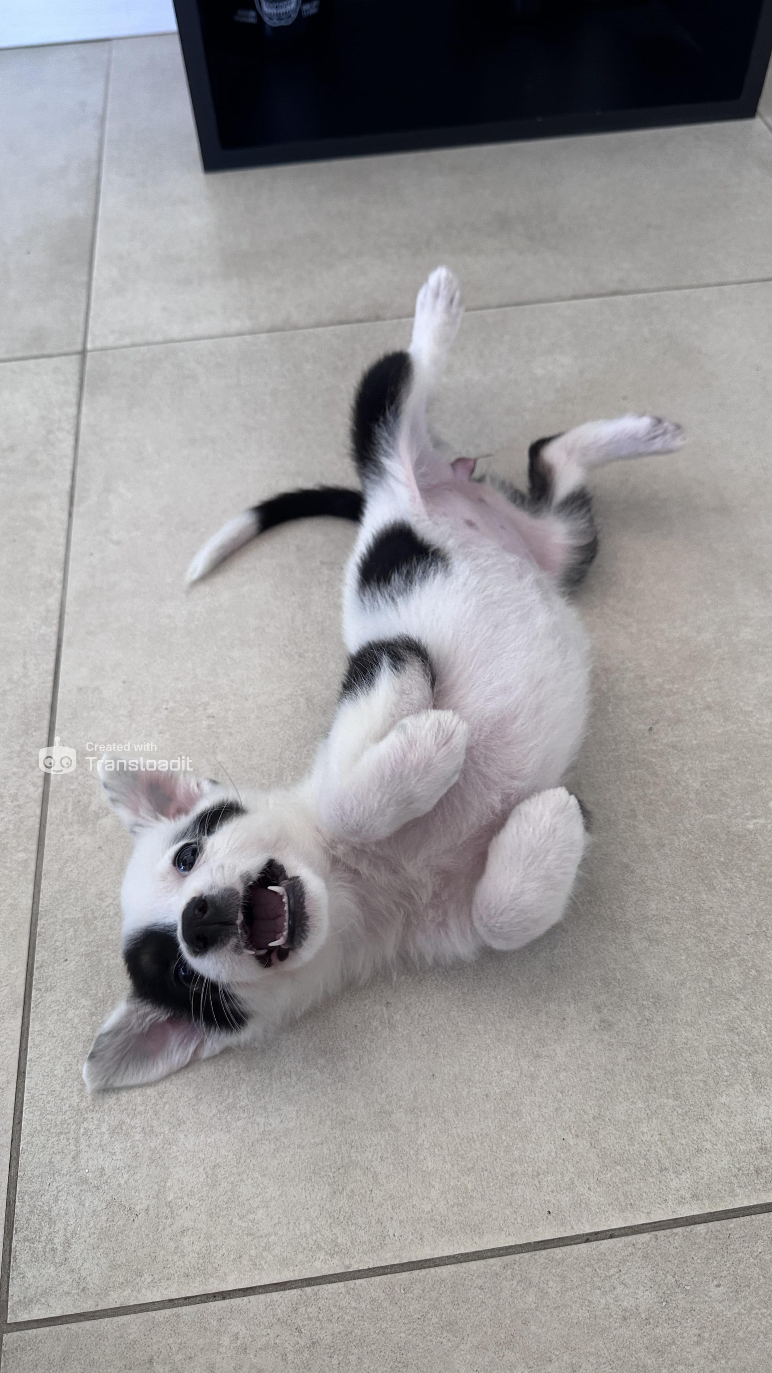 Foto de Rose (alternativa)