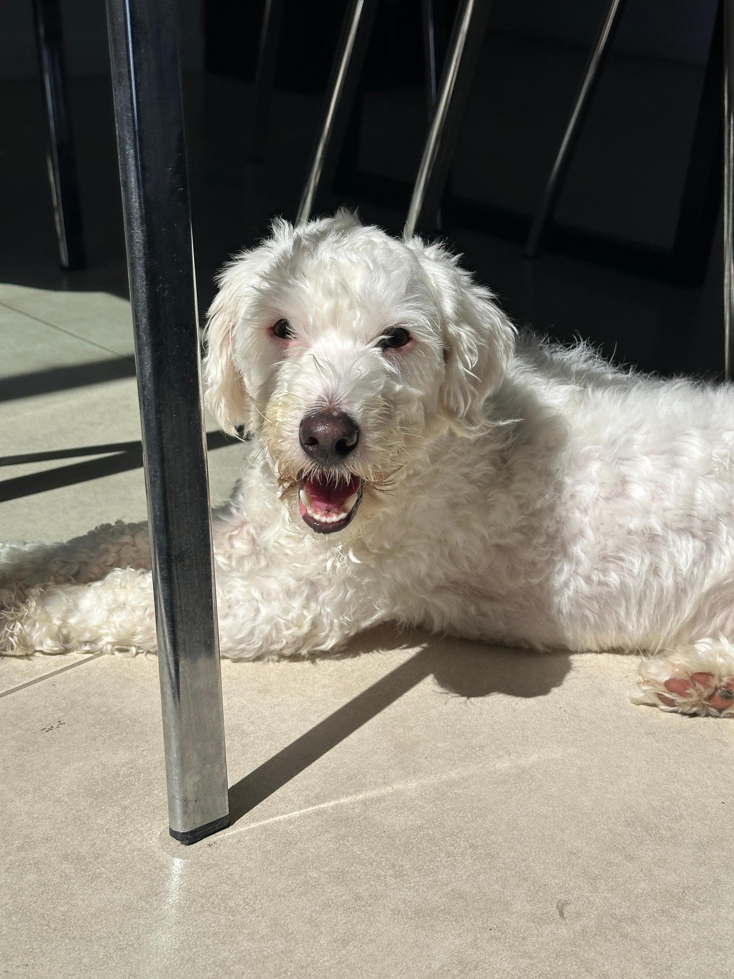 Foto de Simon (alternativa)